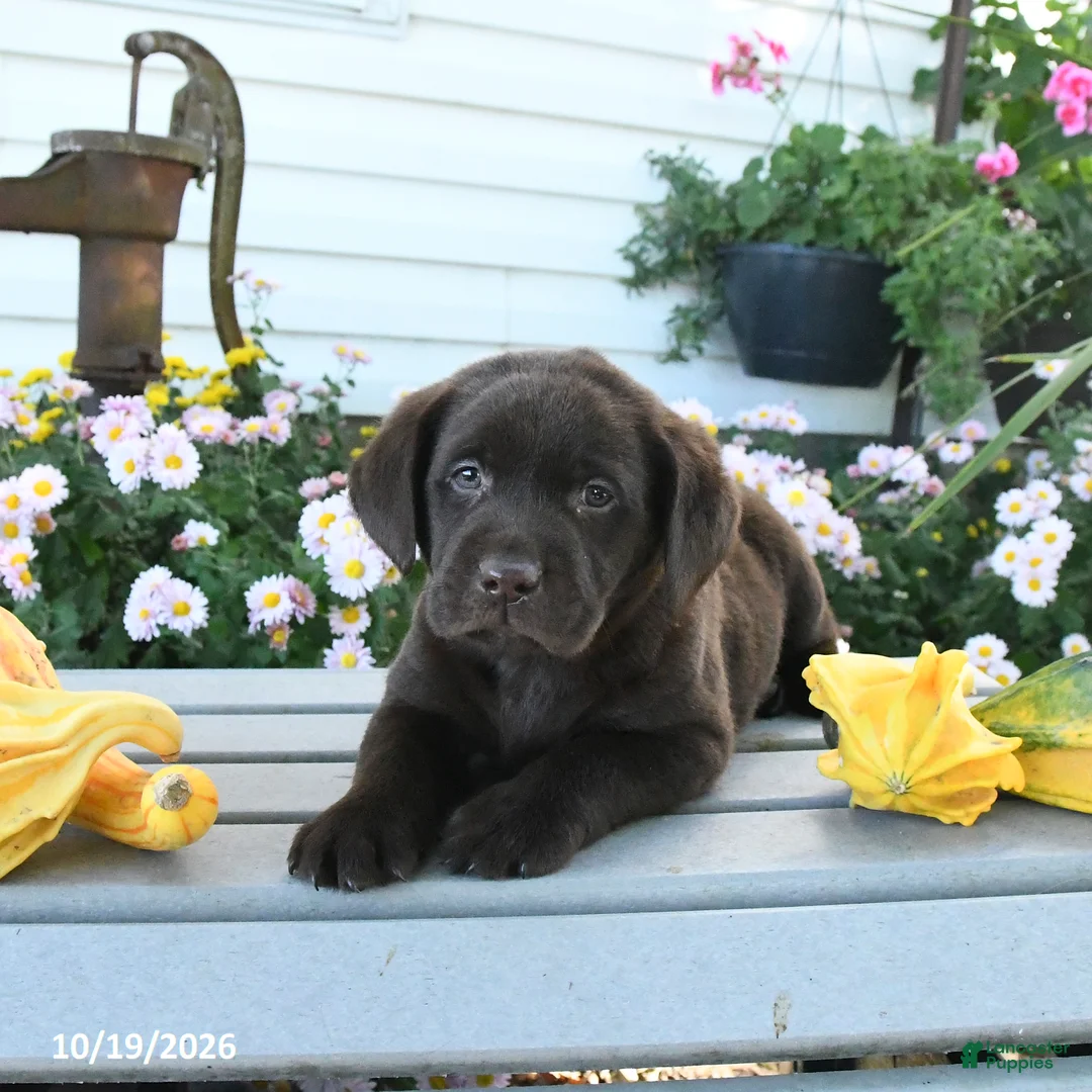 Labrador Retriever dogs for sale: Jace - Ad 3