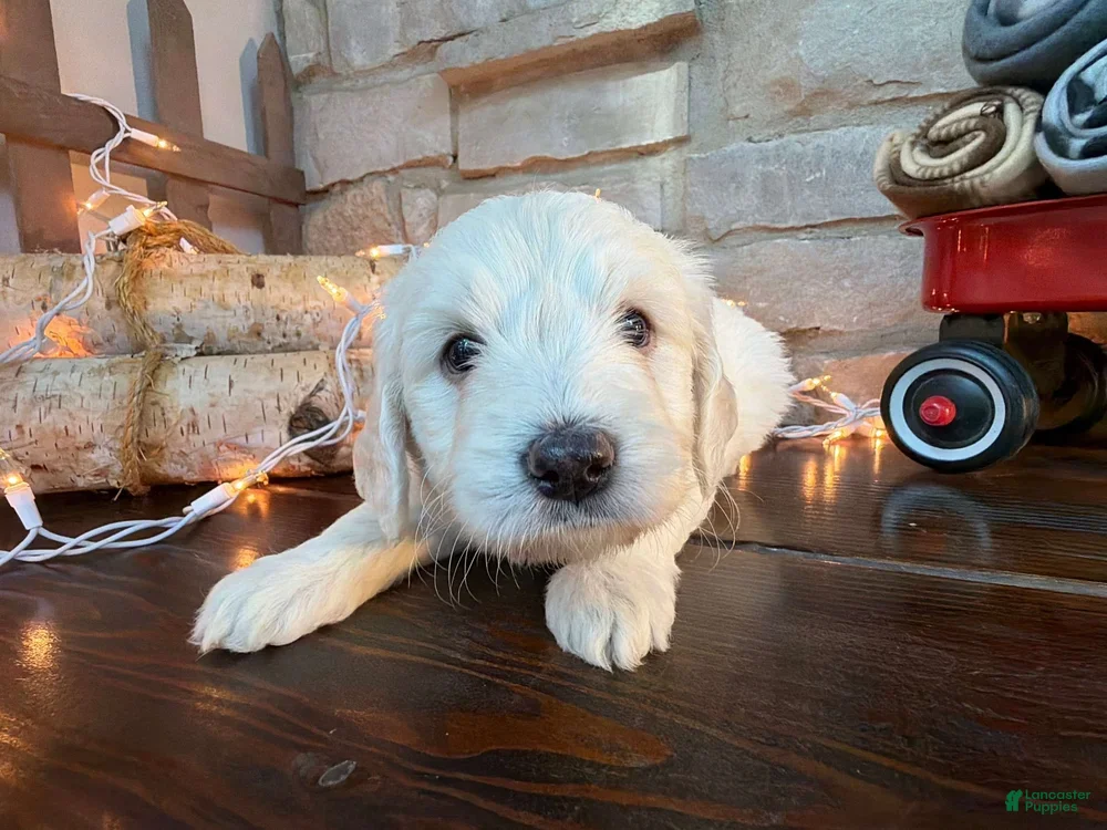 Mixed Breed dogs Moose (Boy) - Ad 1