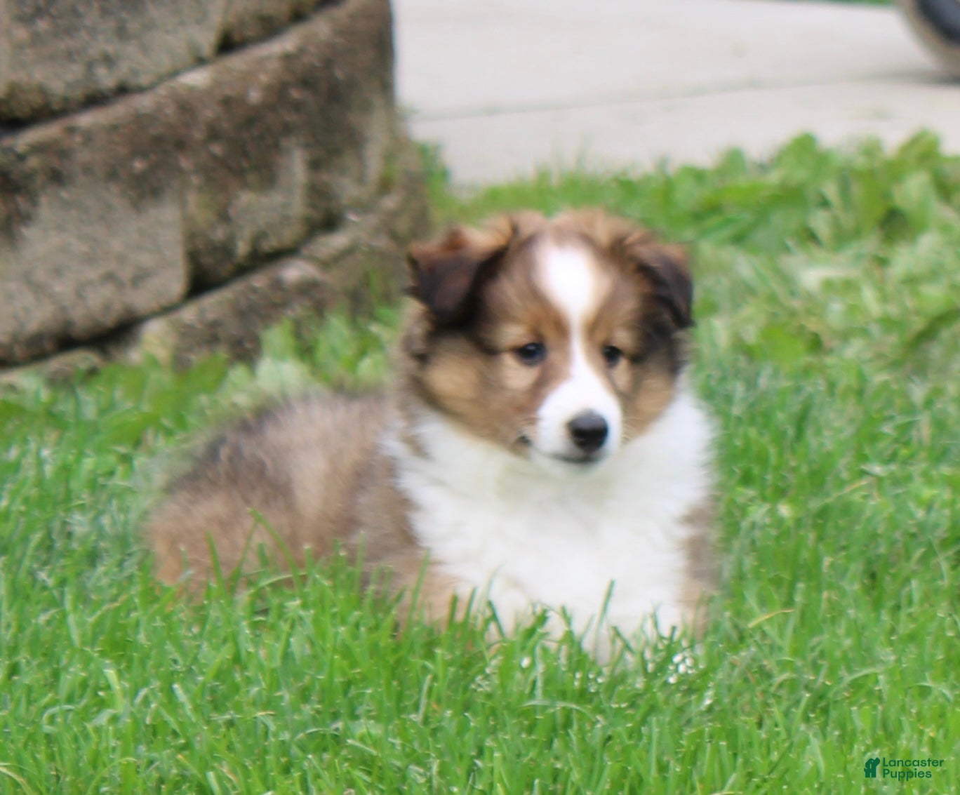 Shetland Sheepdog dogs Brice Shetland Sheepdog Puppy  - Ad 1