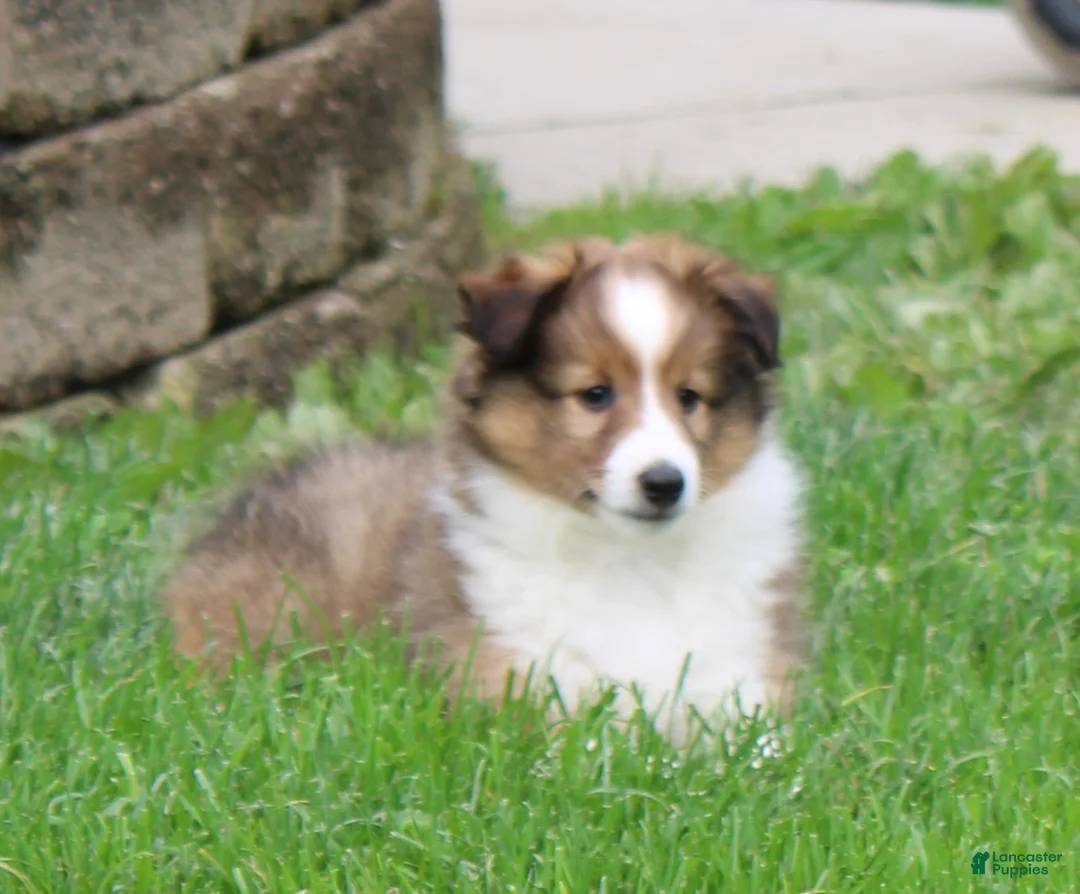 Shetland Sheepdog dogs for sale: Brice Shetland Sheepdog Puppy  - Ad 1