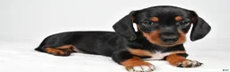 Miniature Dachshund dogs for sale: Lucy - Ad 3