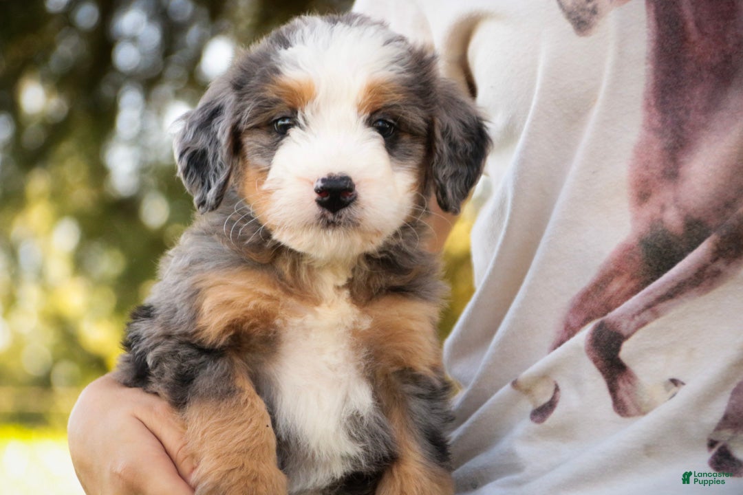 Mini Bernedoodle dogs Huck F1 Mini Bernedoodle  - Ad 1