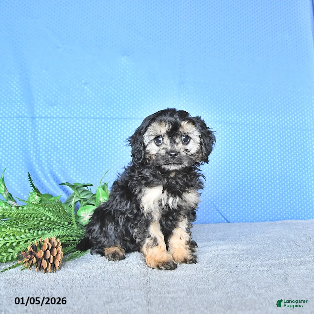 Cavapoo dogs for sale: Zeke - Ad 2