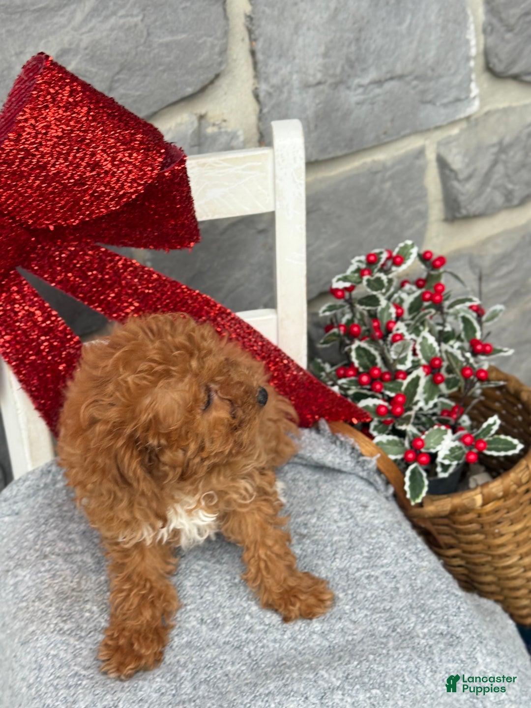 Toy Poodle dogs for sale: Kira - Ad 10