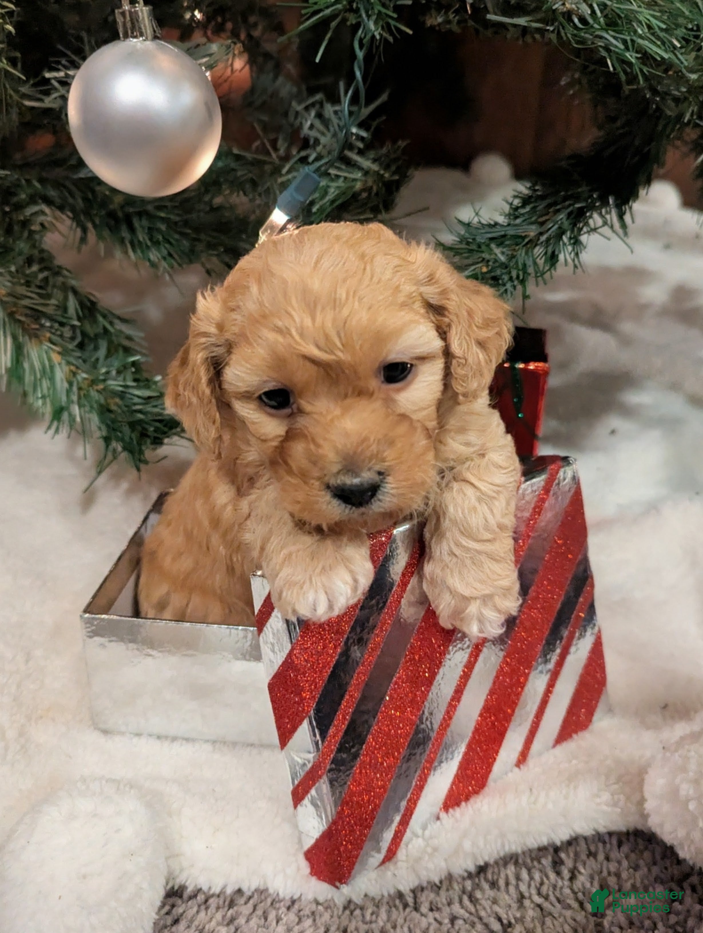 Mixed Breed dogs Luna  - Ad 18