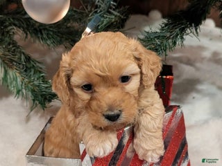 Mixed Breed dogs Luna - Ad 17