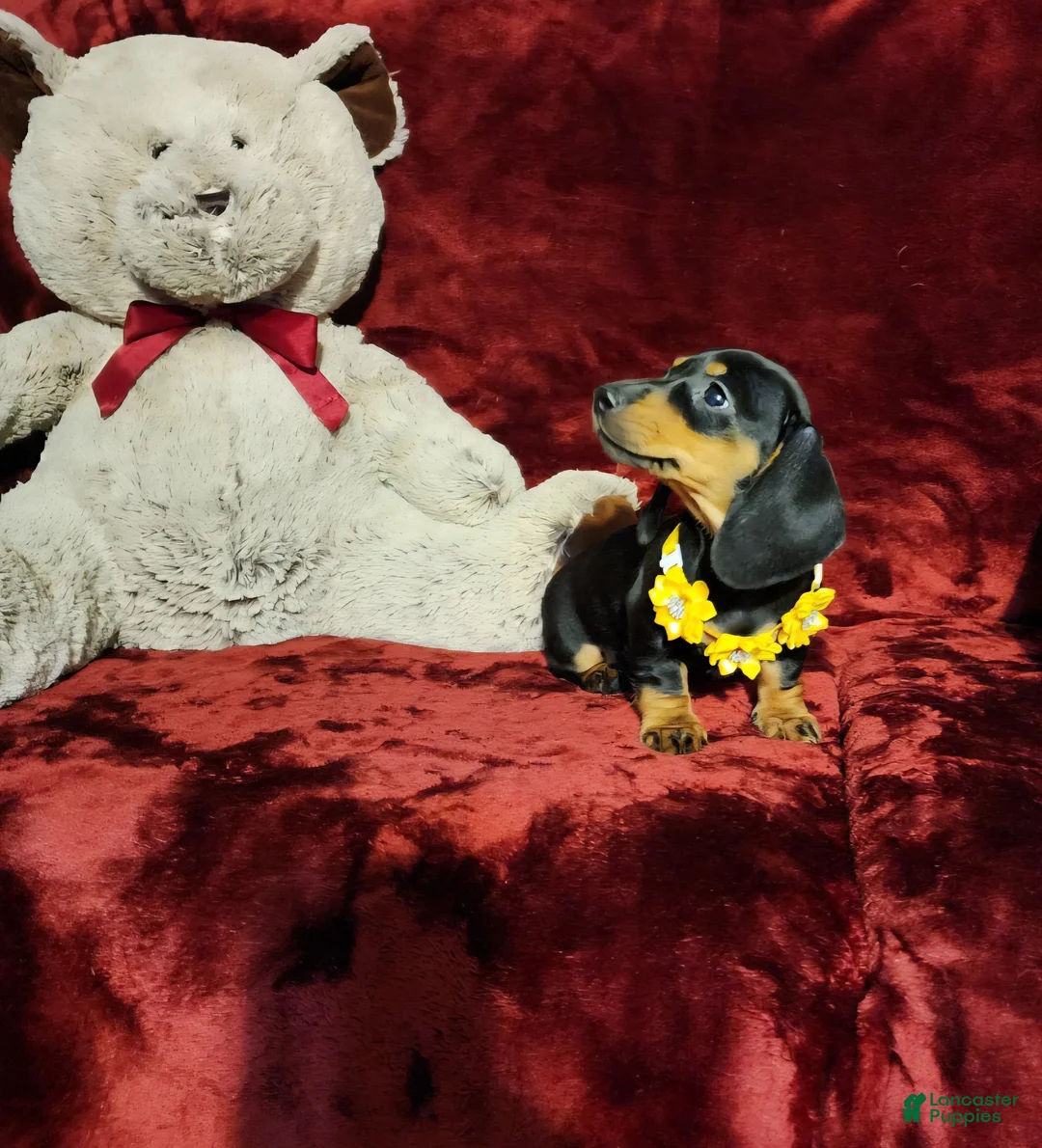 Miniature Dachshund dogs for sale: MISS MOLLY - Ad 10