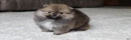 Pomeranian dogs for sale: Teacup Poseidon - Ad 6