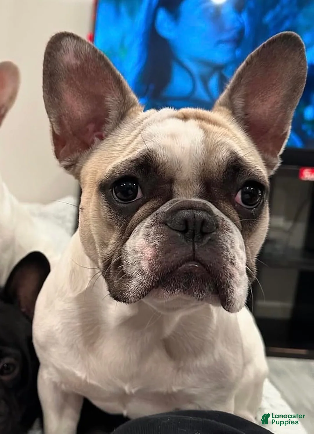 French Bulldog dogs for sale: Phoebe  - Ad 4