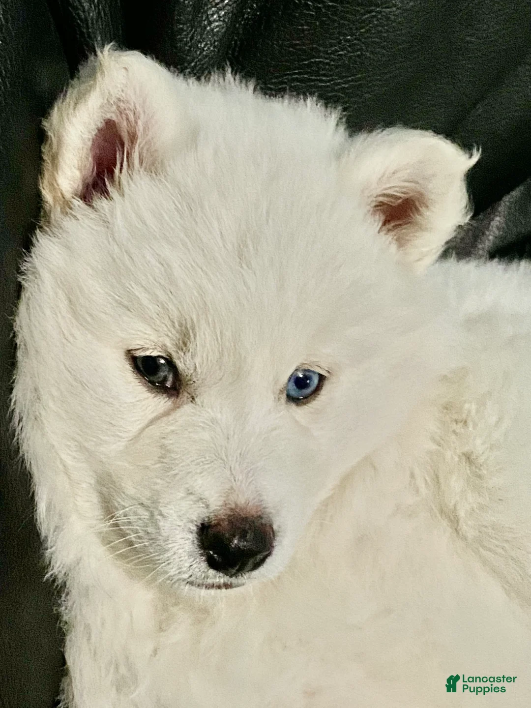 Pomsky dogs for sale: Marty - Ad 14