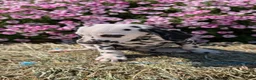 Dalmatian dogs for sale: Layla - Ad 8