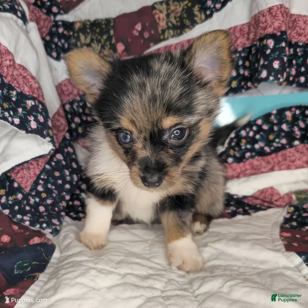 Mixed Breed dogs for sale: Indianna Jones M (Merle) - Ad 3