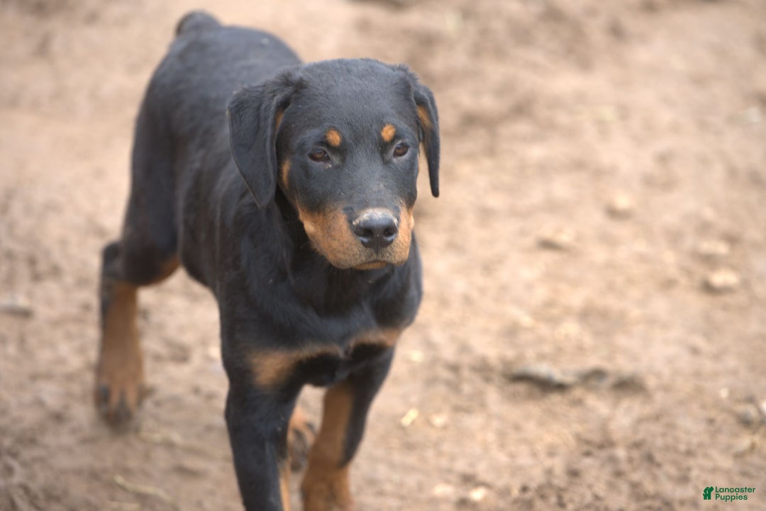 Rottweiler dogs for sale: Raja M1 - Ad 3