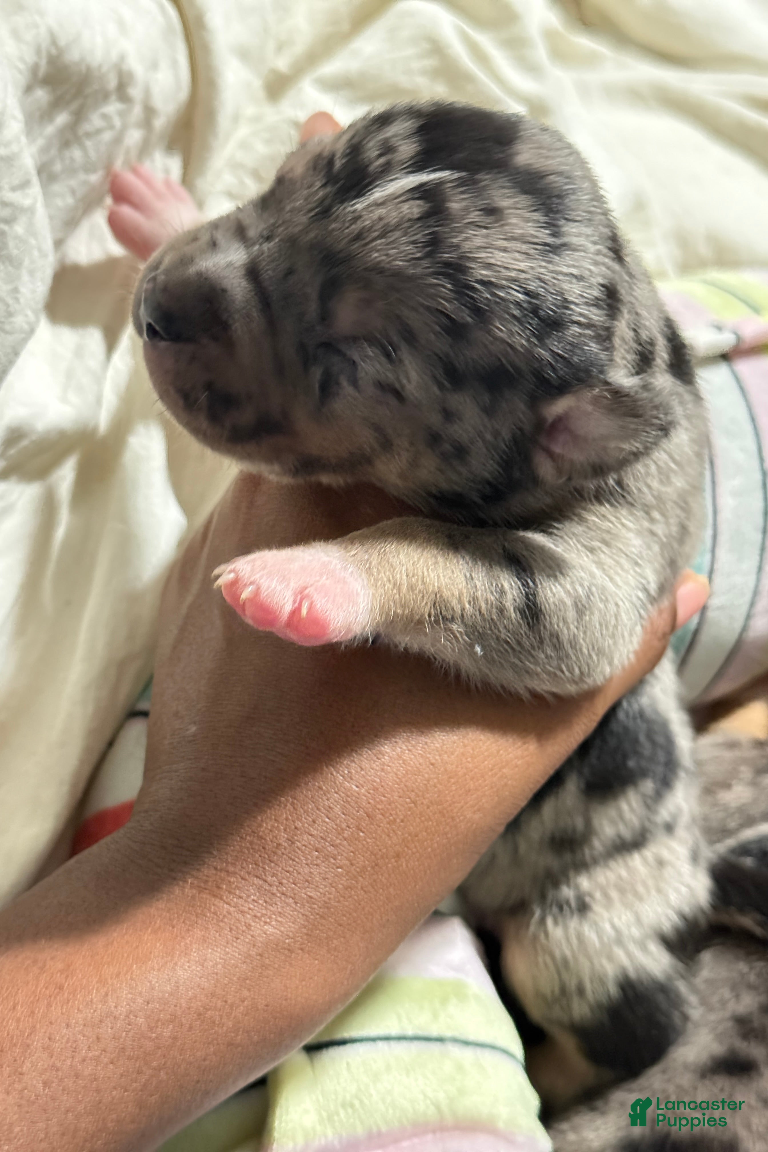 American Bully dogs American Bully 3 - Ad 1