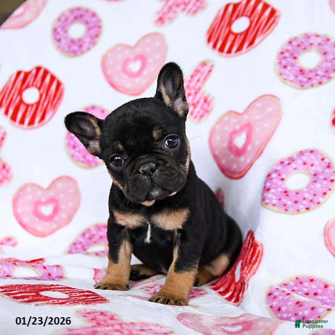 French Bulldog dogs for sale: Snowflake - Ad 2