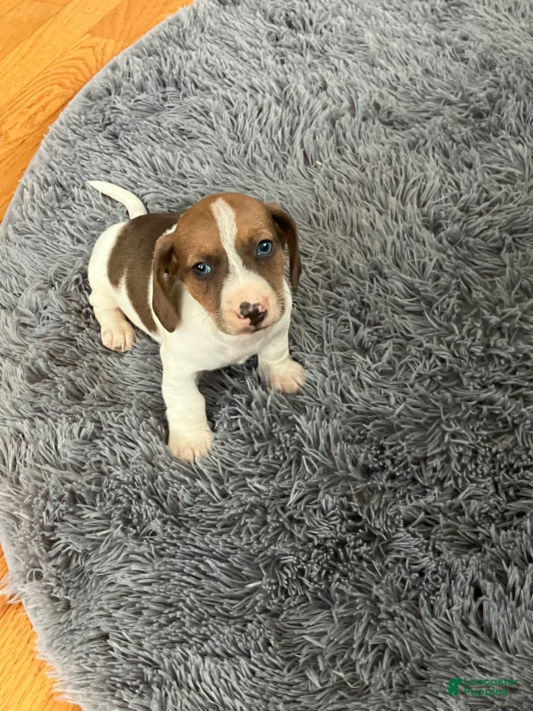 Miniature Dachshund dogs for sale: Akc Lyle - Ad 1