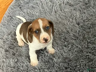 Miniature Dachshund dogs Akc Lyle - Ad 26