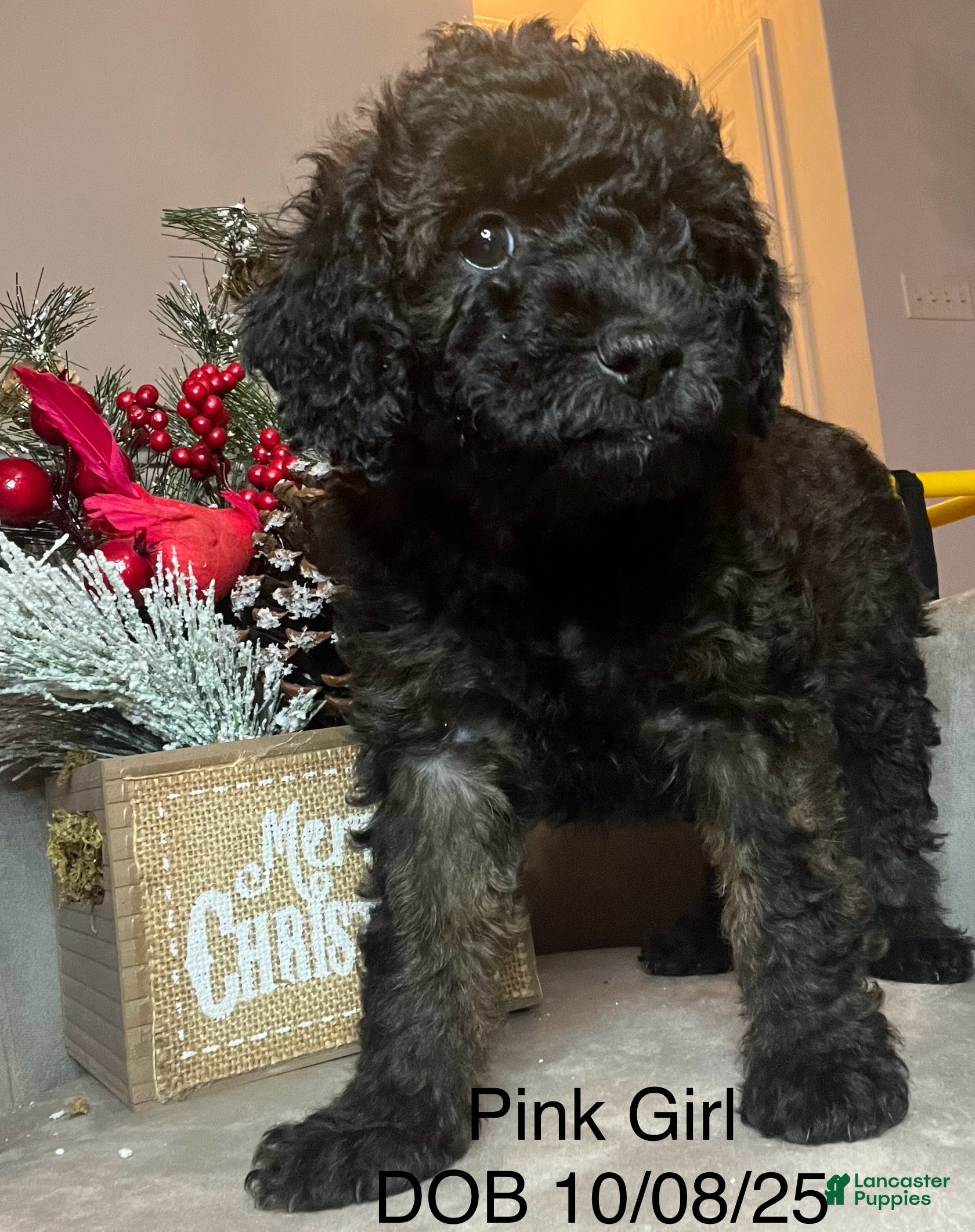 Mini Goldendoodle dogs Mini Goldendoodle Puppy pink  - Ad 3