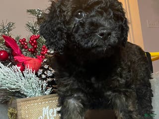 Mini Goldendoodle dogs Mini Goldendoodle Puppy pink - Ad 22