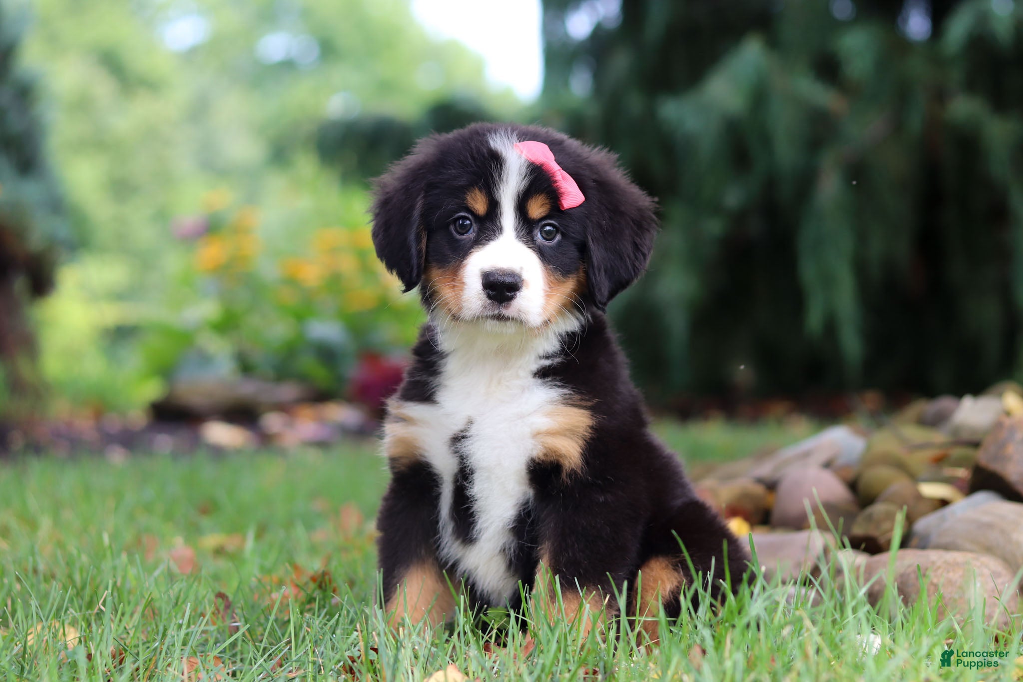 Bernese Mountain Dog dogs Sugar - Ad 2