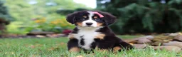 Bernese Mountain Dog dogs for sale: Sugar - Ad 2