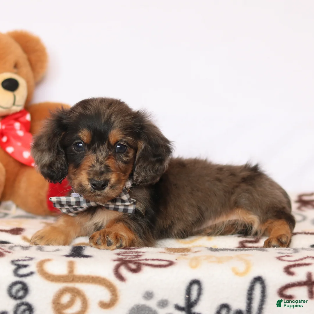 Miniature Dachshund dogs for sale: Miniature Dachshund Puppy 1 - Ad 7