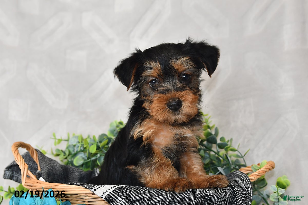 Yorkshire Terrier dogs Ellie - Ad 2