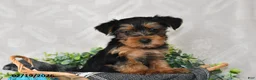 Yorkshire Terrier dogs for sale: Ellie - Ad 2