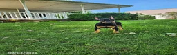 Doberman Pinscher dogs for sale: Kip - Ad 3