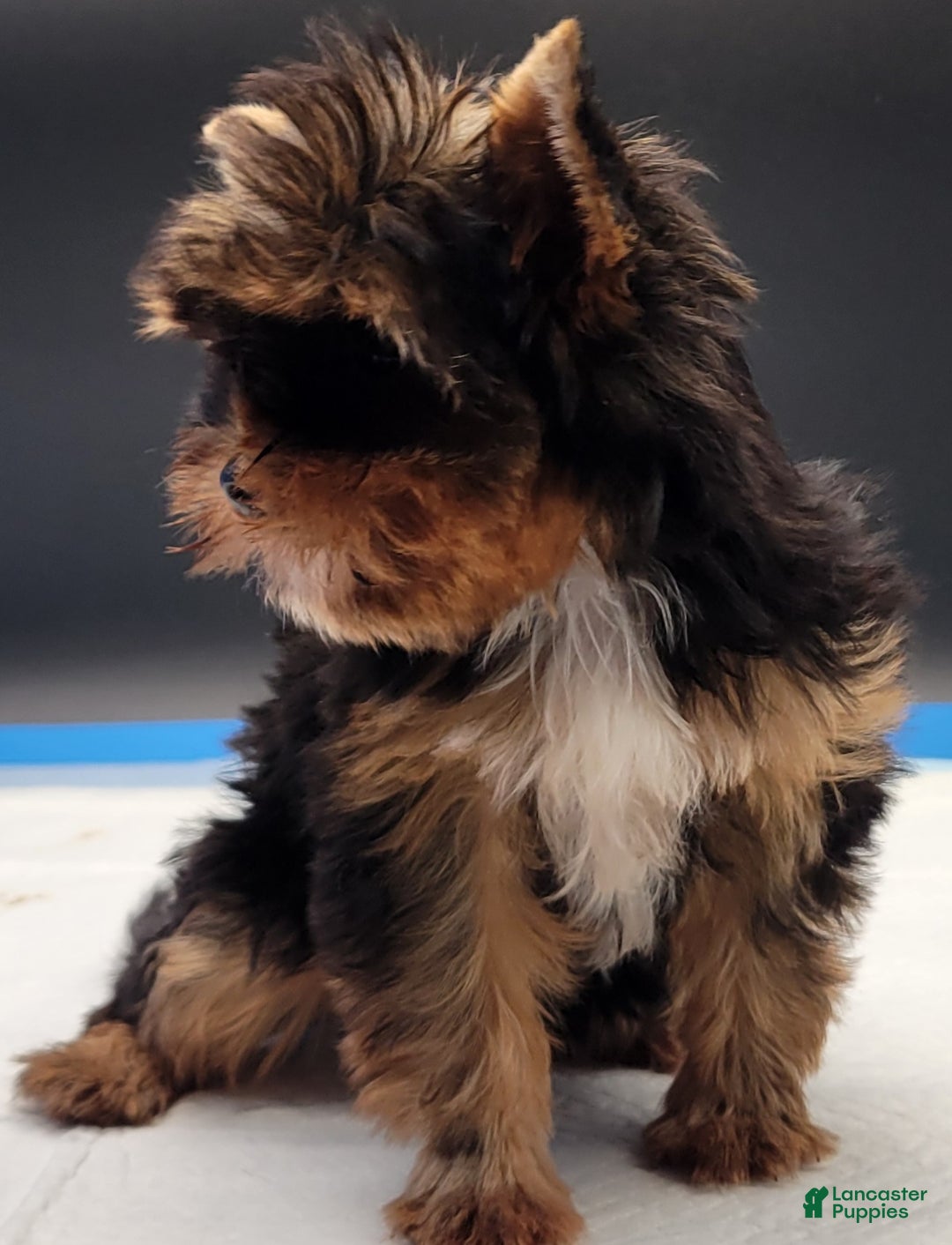 Yorkshire Terrier dogs for sale: Yorkshire Terrier Puppy 2 - Ad 5