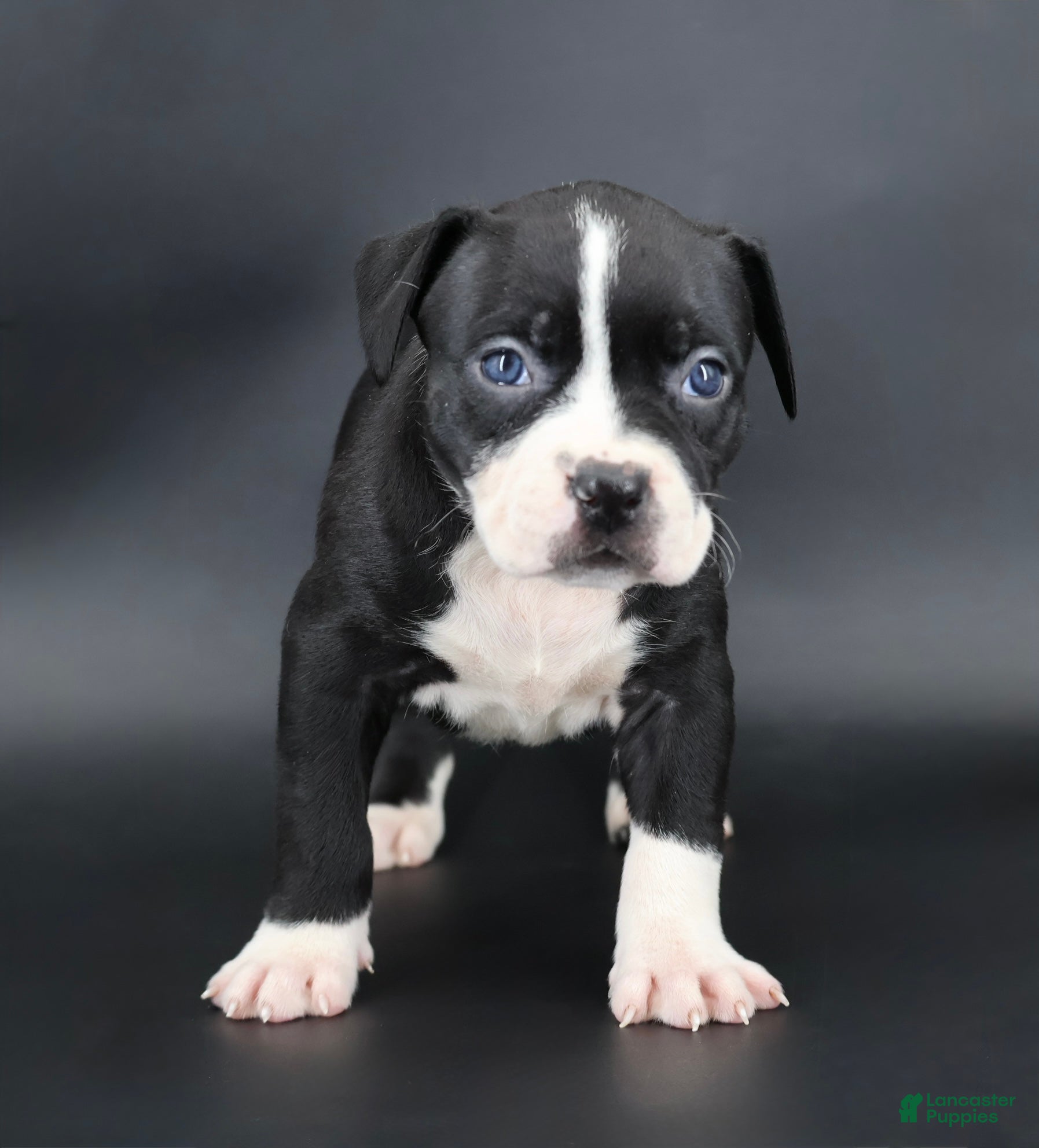 American Bully dogs Gardenia - Ad 1