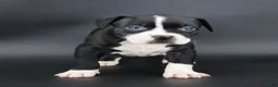 American Bully dogs for sale: Gardenia - Ad 1