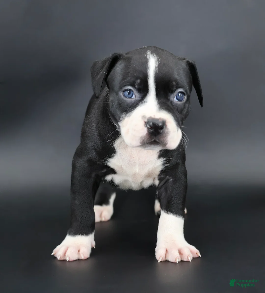 American Bully dogs for sale: Gardenia - Ad 1