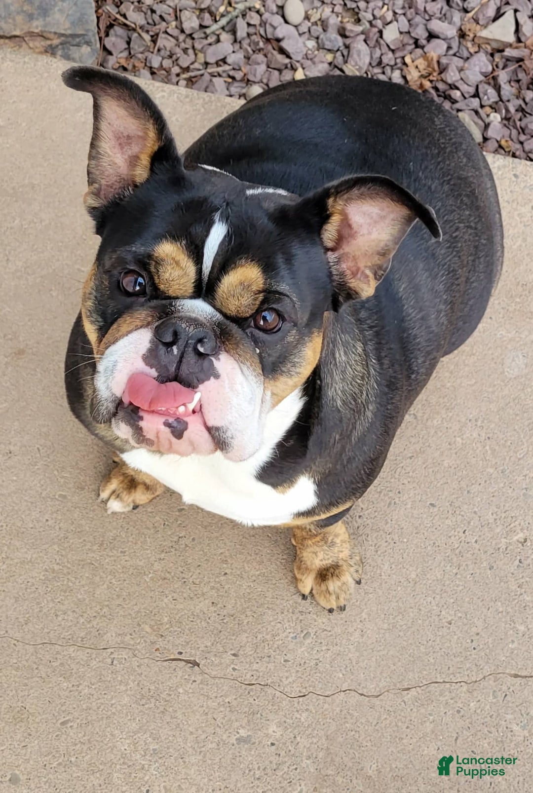 English Bulldog dogs for sale: English Bulldog Shadow - Ad 9