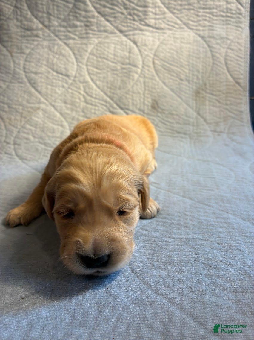 Golden Retriever dogs for sale: 1# Hollywood - Ad 2