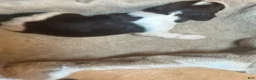 English Springer Spaniel dogs for sale: Olivia - Ad 6
