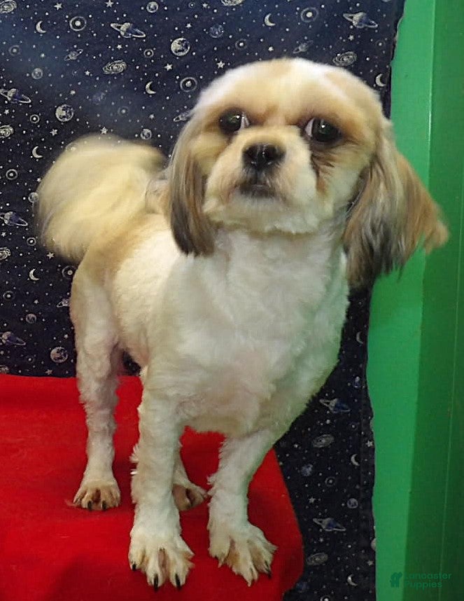 Teddy Bear dogs Ruth - Ad 31