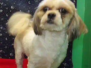 Teddy Bear dogs Ruth - Ad 31