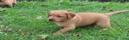 Labrador Retriever dogs for sale: Tassle - Ad 5