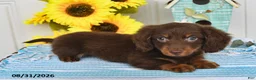 Miniature Dachshund dogs for sale: Dasher - Ad 2