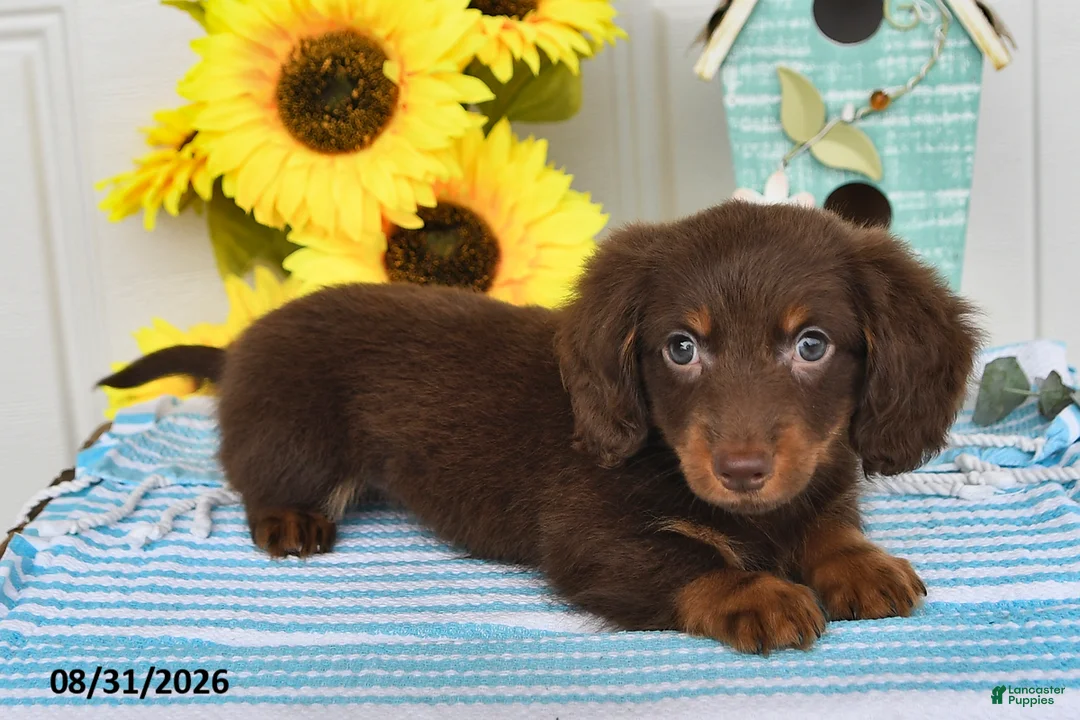 Miniature Dachshund dogs for sale: Dasher - Ad 2