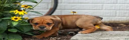 Beabull dogs for sale: Arthur - Ad 11