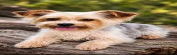 Yorkshire Terrier dogs for sale: Bella - Ad 6