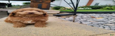 Isaac