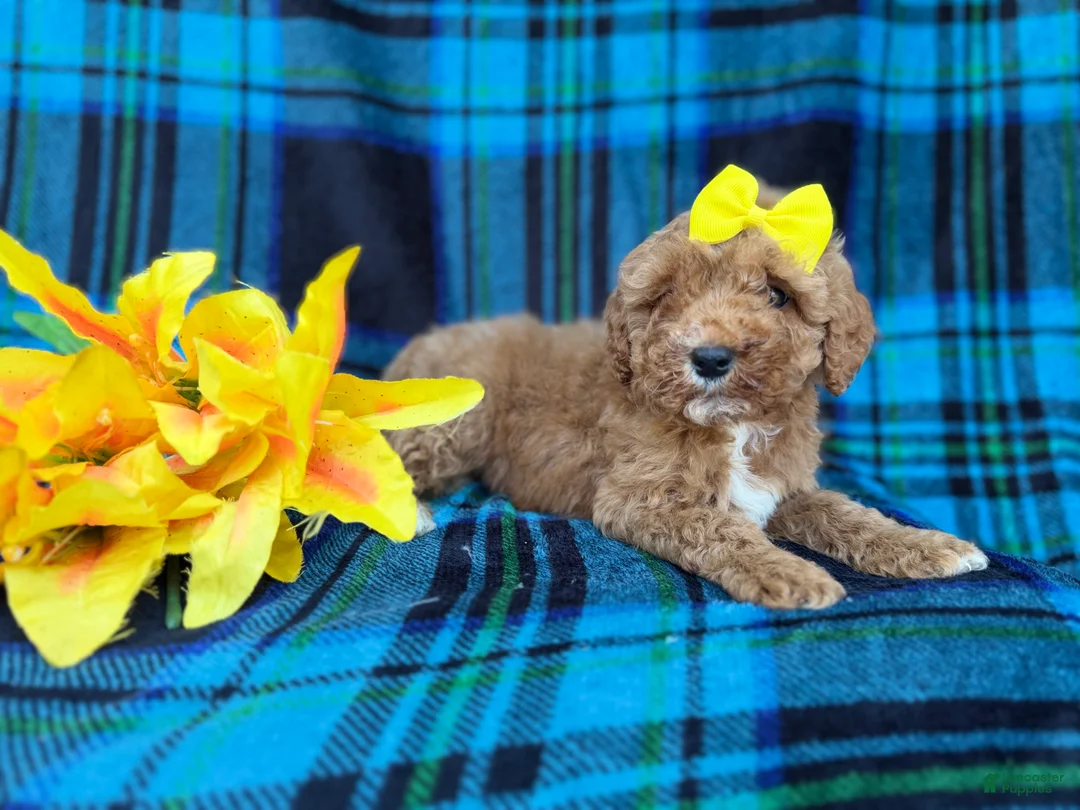 Cavapoo dogs for sale: Millie - Ad 3