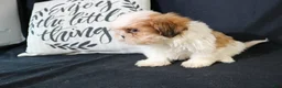 Shih Tzu dogs for sale: Buddy - Ad 16