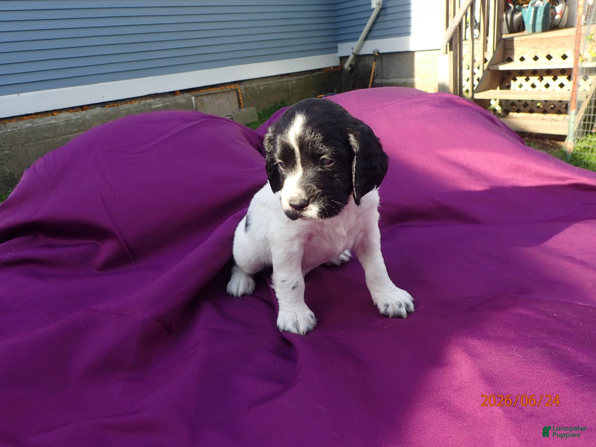 English Springer Spaniel dogs Apollo - Ad 42
