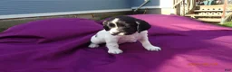 English Springer Spaniel dogs for sale: Apollo - Ad 1