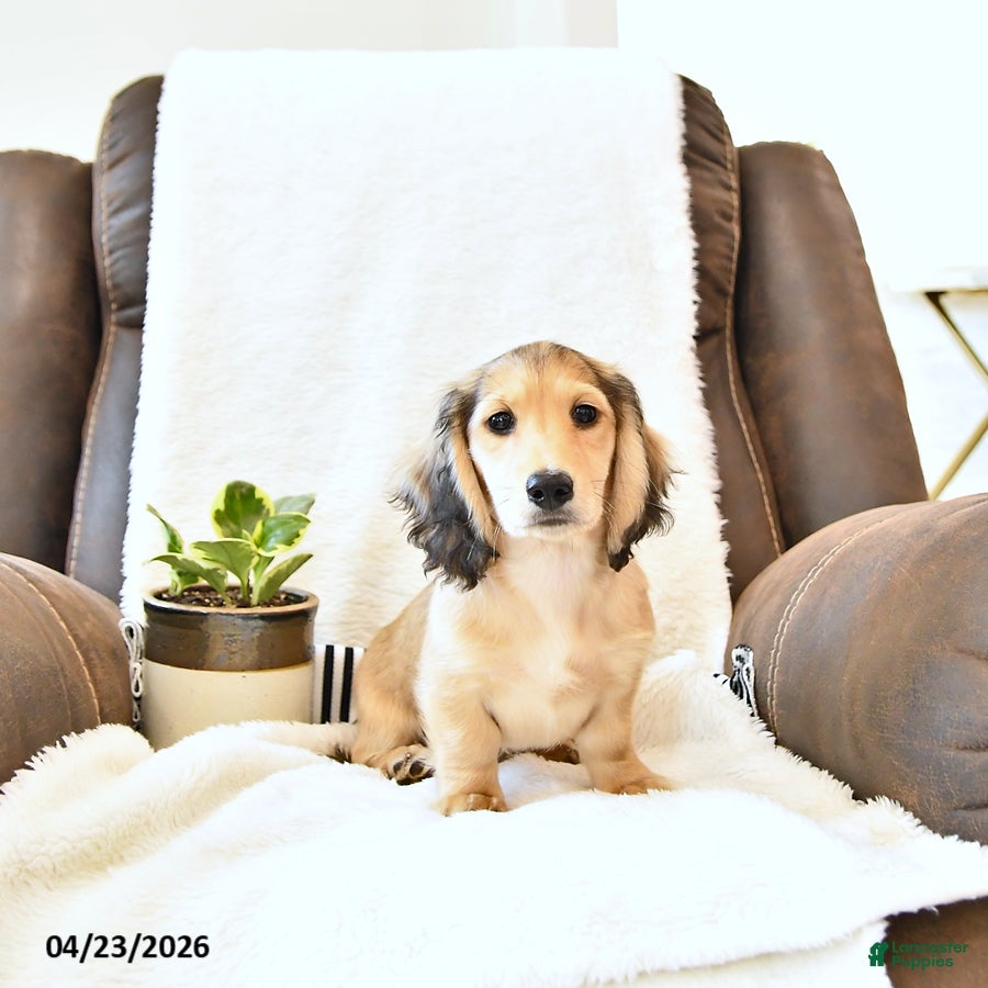 Miniature Dachshund dogs Bentley - Ad 1