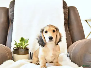 Miniature Dachshund dogs for sale: Bentley - Ad 3